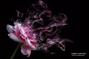 33k fotoart foto fotografie kunst composing bildbearbeitung blumen landschaft tiere portrait stil weithaler norbert